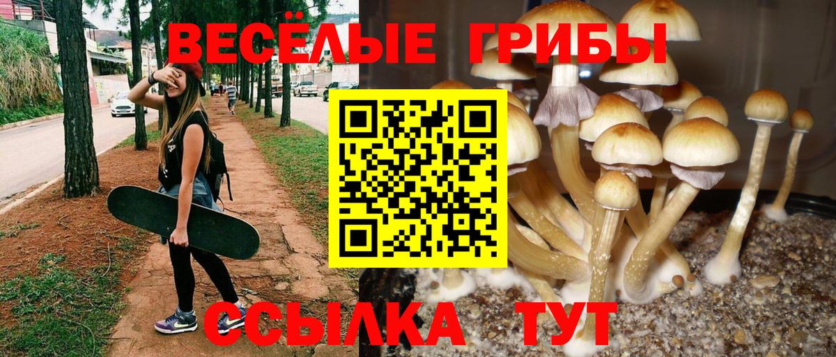 Псилоцибиновые грибы Psilocybe Домодедово