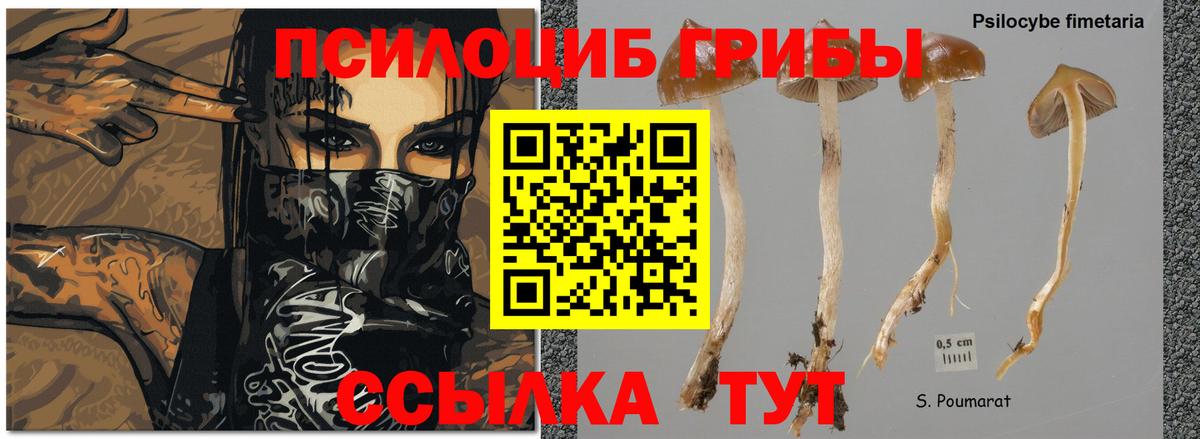 Псилоцибиновые грибы Magic Shrooms  магазин продажи   Домодедово  Вход с VPN 